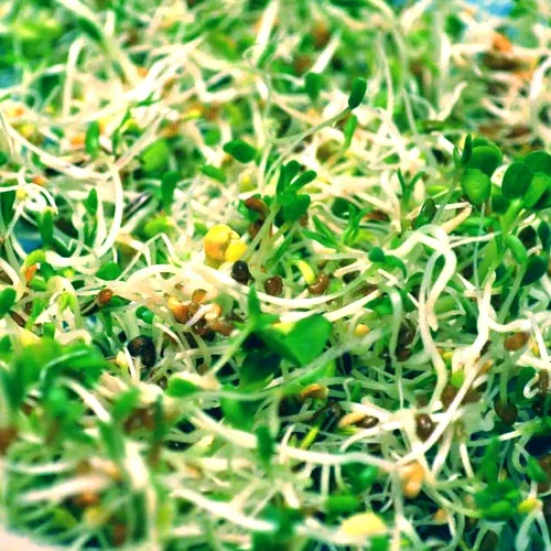 Sprouts/Microgreens - Radish, Daikon seeds