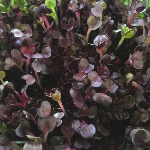 Sprouts/Microgreens - Radish, Rambo (Red) seeds