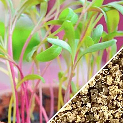 Sprouts/Microgreens - Rainbow Chard seeds