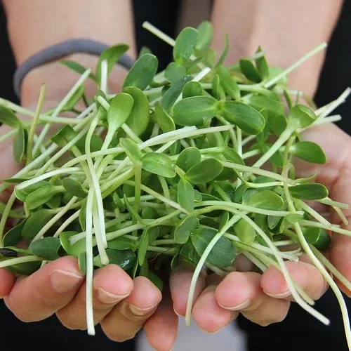 Sprouts/Microgreens - Sunflower seeds