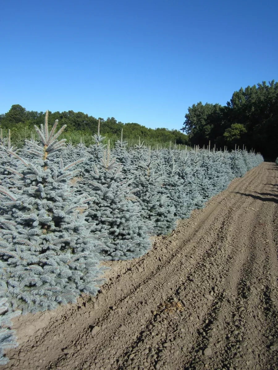 spruce-baby-blue-bl Spruce:'Baby Blue'(Bl)