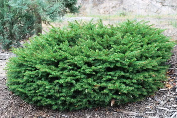 spruce-bird-s-nest-2g-br Spruce: 'Bird's Nest' - 2g (Br)