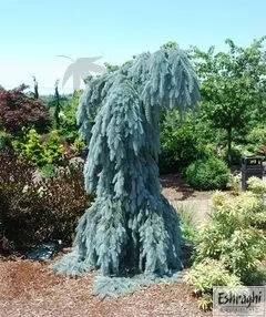 spruce-blue-blues-colorado-weeping-5-gal-bl Spruce Blue: 'The Blues Colorado' Weeping - 5 Gal (Bl)