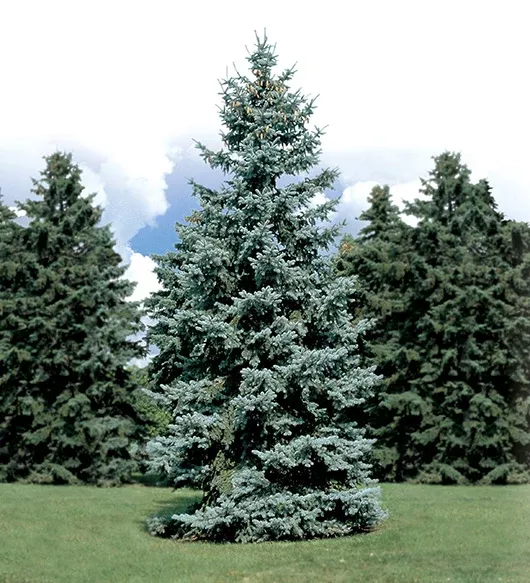 Spruce Blue: 'Hoopsi' - 15 Gal 3-4' (IS)