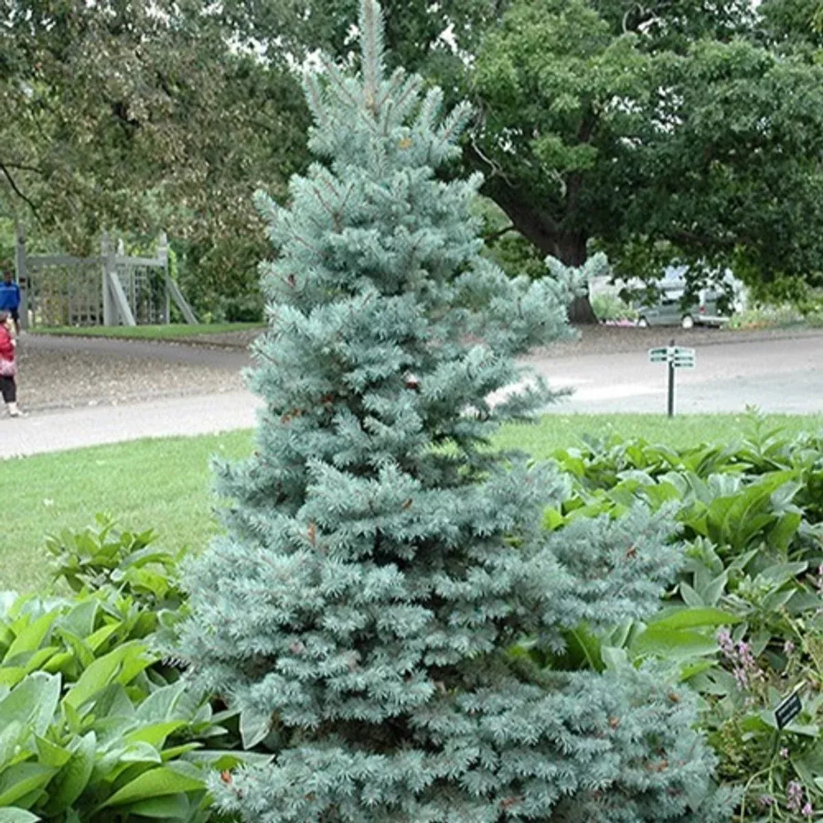spruce-blue-monty-dwarf-6-gal-is Spruce Blue: 'Monty' Dwarf - 6 Gal (IS)