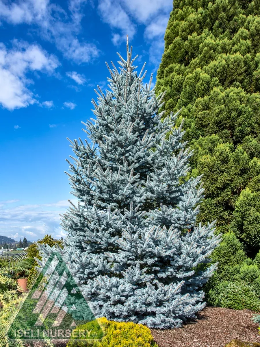 spruce-bonny-blue Spruce 'Bonny Blue'