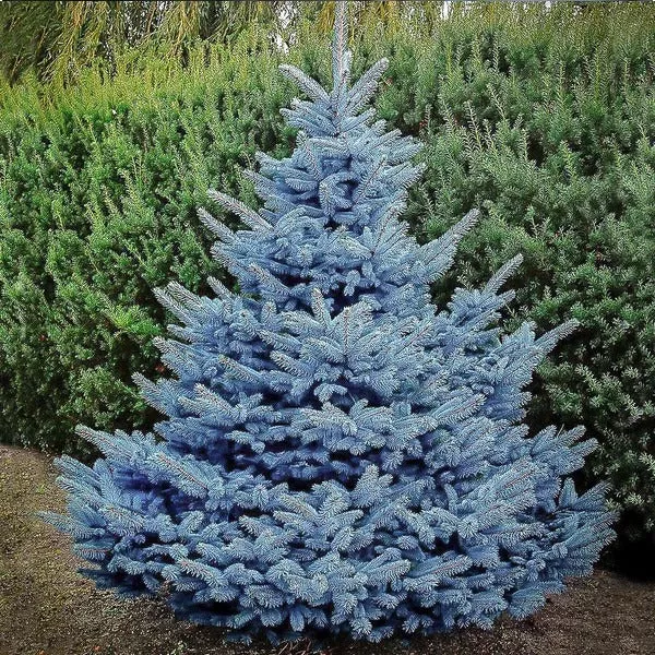 spruce-colorado-blue-jf Spruce: 'Colorado Blue' (Jf)