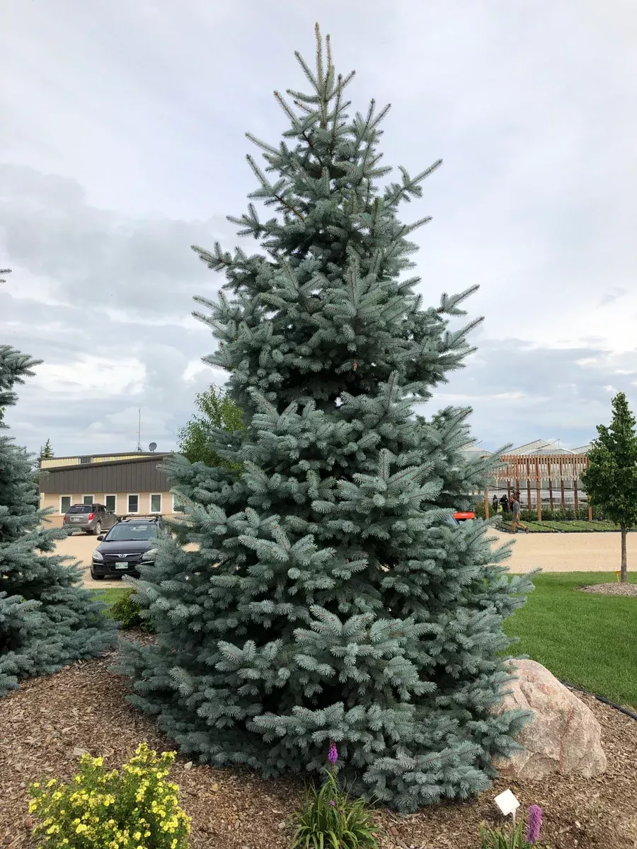 Spruce: 'Crystal Blue'5g (Bl)