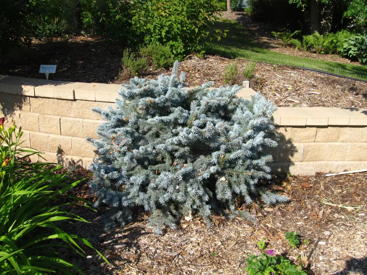 Spruce: Globe Blue - 5gal (Br)