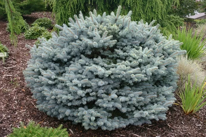 spruce-globe-blue-dwarf-10-gal-is Spruce: 'Globe Blue' Dwarf- 10 Gal (IS)