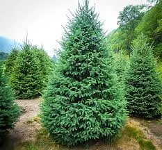 spruce-montrose-charm-white-10gal-bl Spruce: 'Montrose Charm White' - 10Gal (Bl)