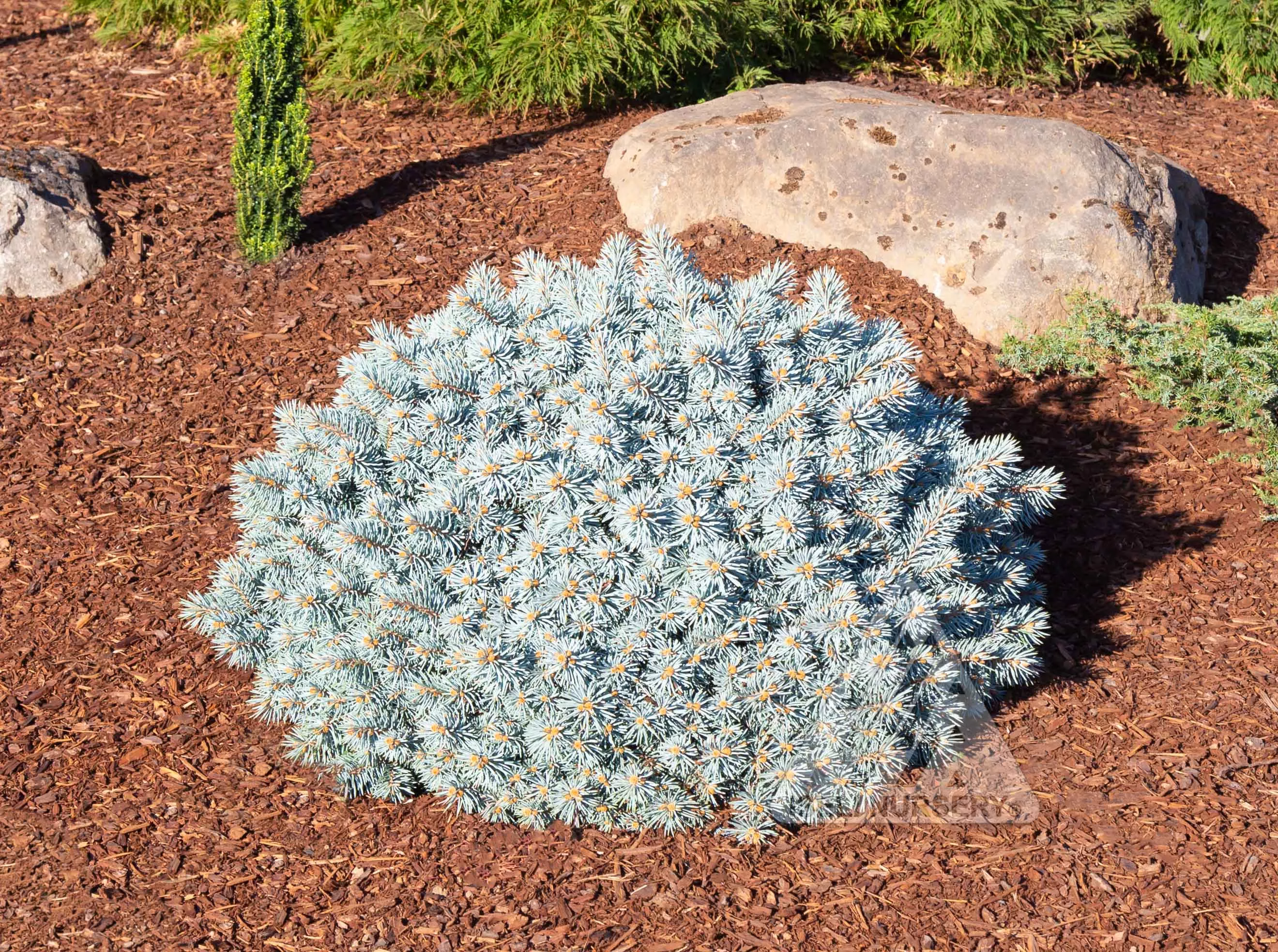 spruce-moonstone Spruce 'Moonstone'