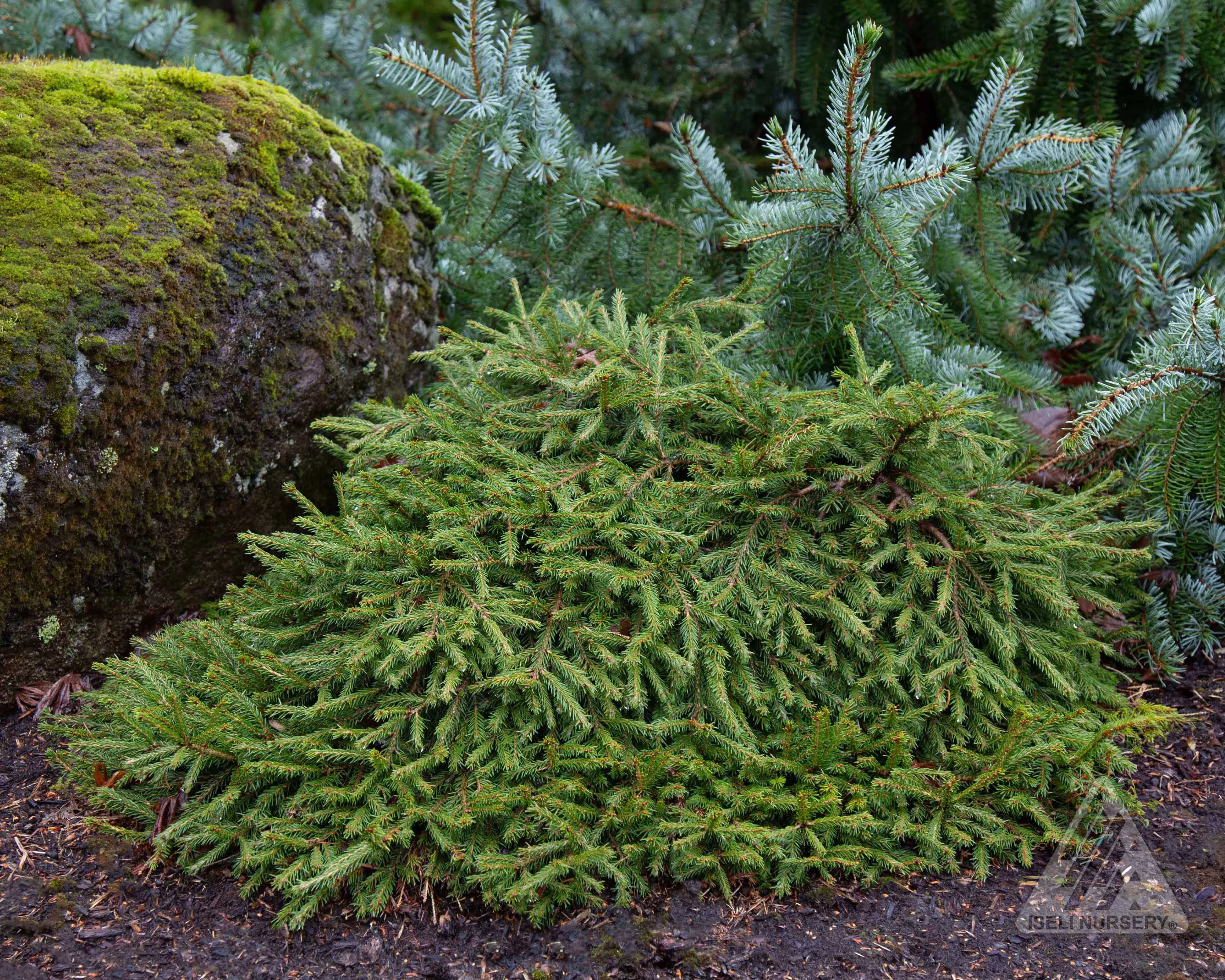 Spruce 'Ripplebrook Norway'