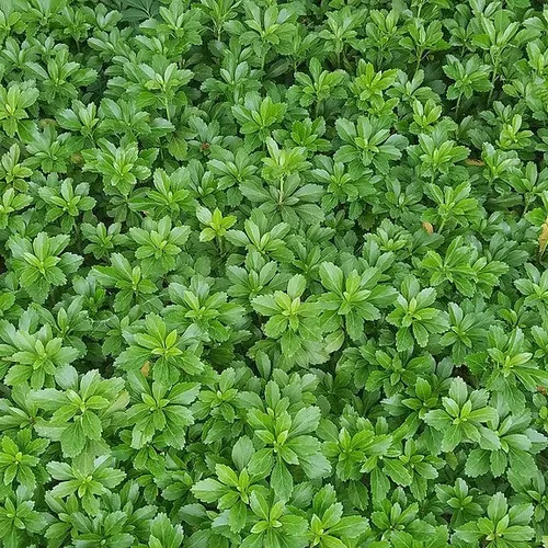 Spurge (Terminalis Japanese)