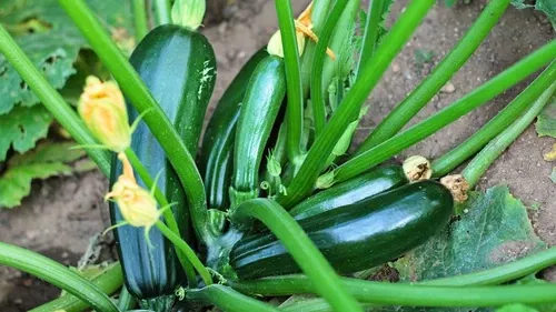 squash-black-beauty Squash (Black Beauty)