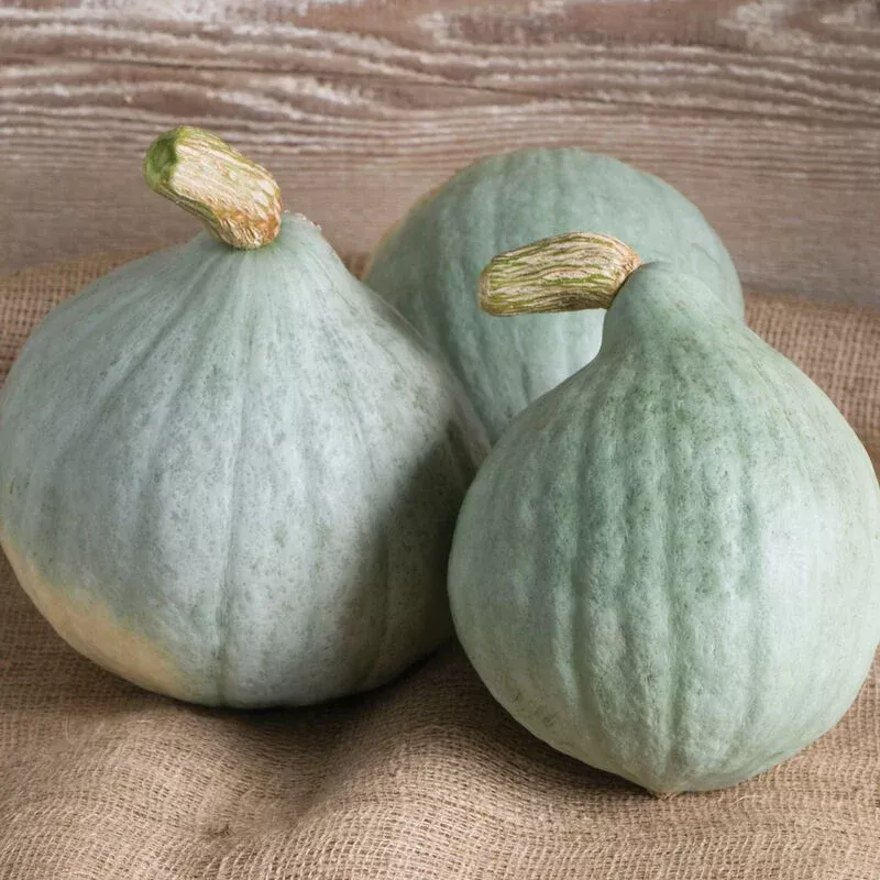 squash-blue-hubbard-blue-ballet Squash: Blue Hubbard: Blue Ballet
