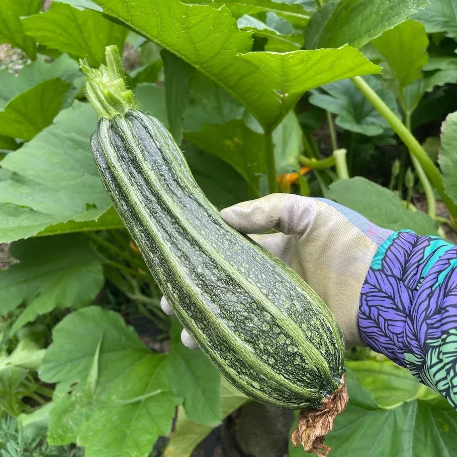 squash-costata-romanesca-zucchini Squash: Costata Romanesca Zucchini