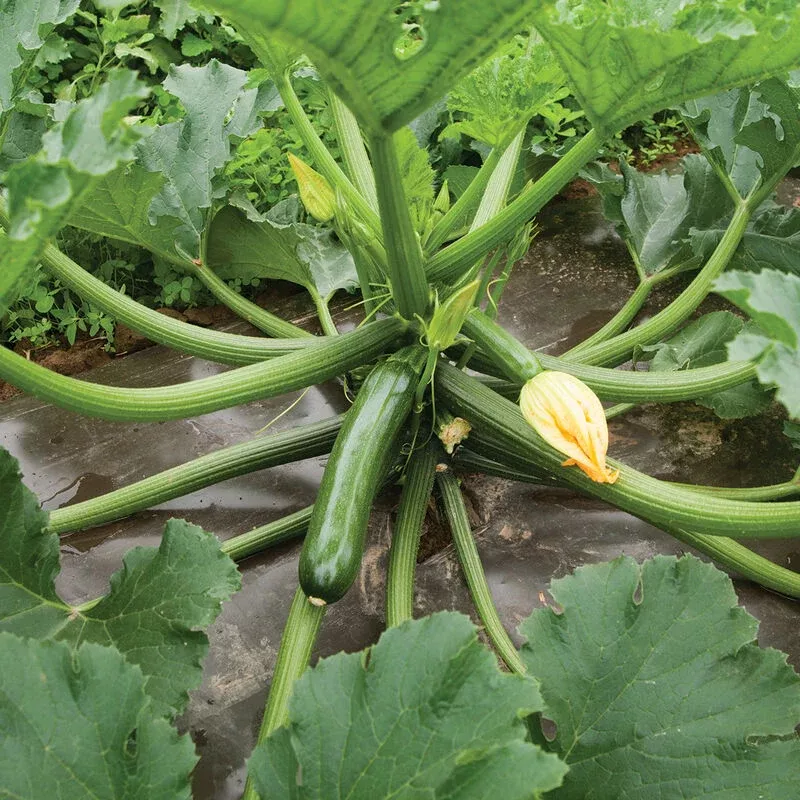 squash-green-machine Squash: Green Machine