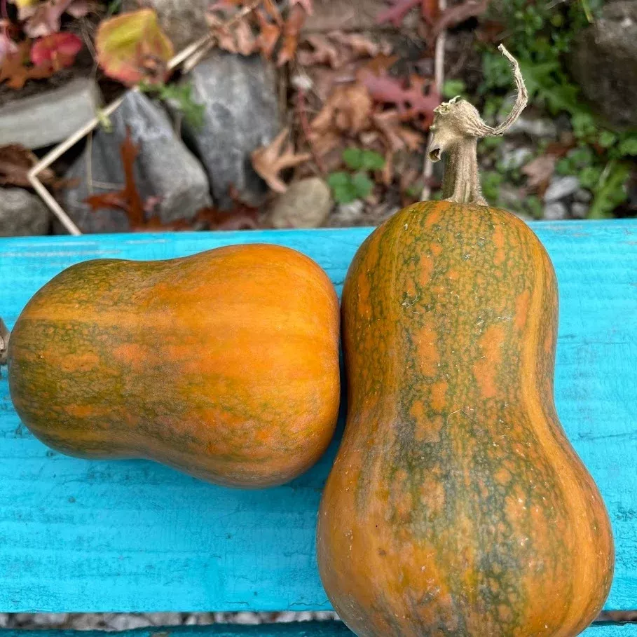 squash-honeynut-butternut Squash: Honeynut Butternut