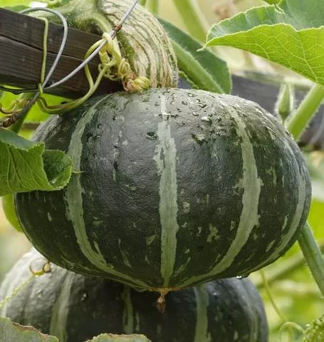 squash-kabocha-first-taste-f1 Squash: Kabocha First Taste F1