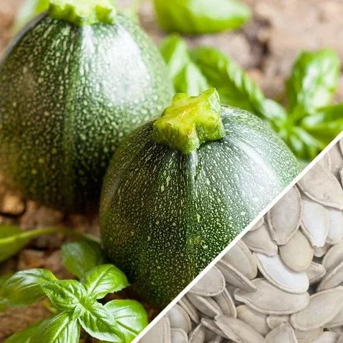 squash-summer-round-de-nice-zucchini-seeds Squash (Summer) - Round de Nice Zucchini seeds