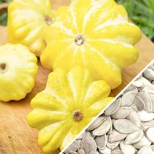 squash-summer-scallop-golden-bush-seeds Squash (Summer) - Scallop, Golden Bush seeds
