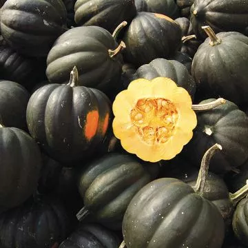 squash-sweet-reba-acorn Squash: Sweet REBA Acorn