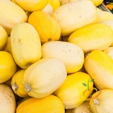 squash-winter-spaghetti-seeds Squash (Winter) - Spaghetti seeds