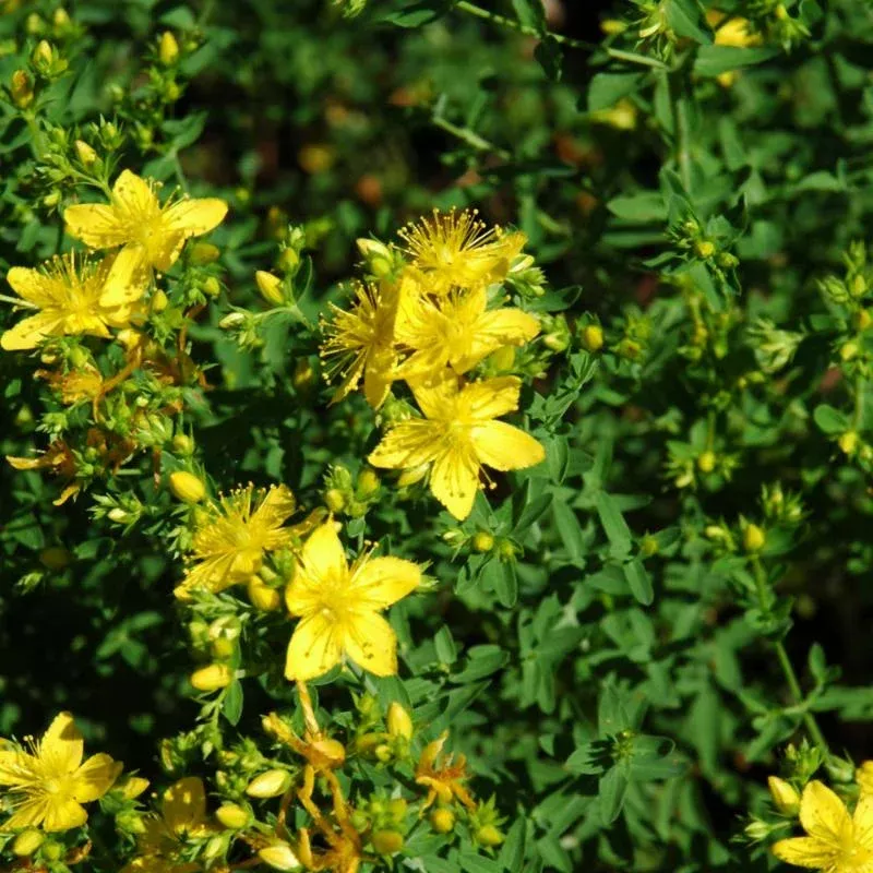 st-johns-wort St. Johns Wort