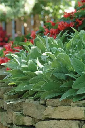 stachys-b-fuzzy-wuzzy-30-ct-flat Stachys b. 'Fuzzy Wuzzy' (30)ct Flat