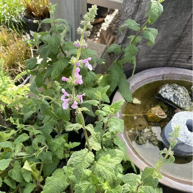 stachys-bullata-california-hedgenettle Stachys bullata, California Hedgenettle