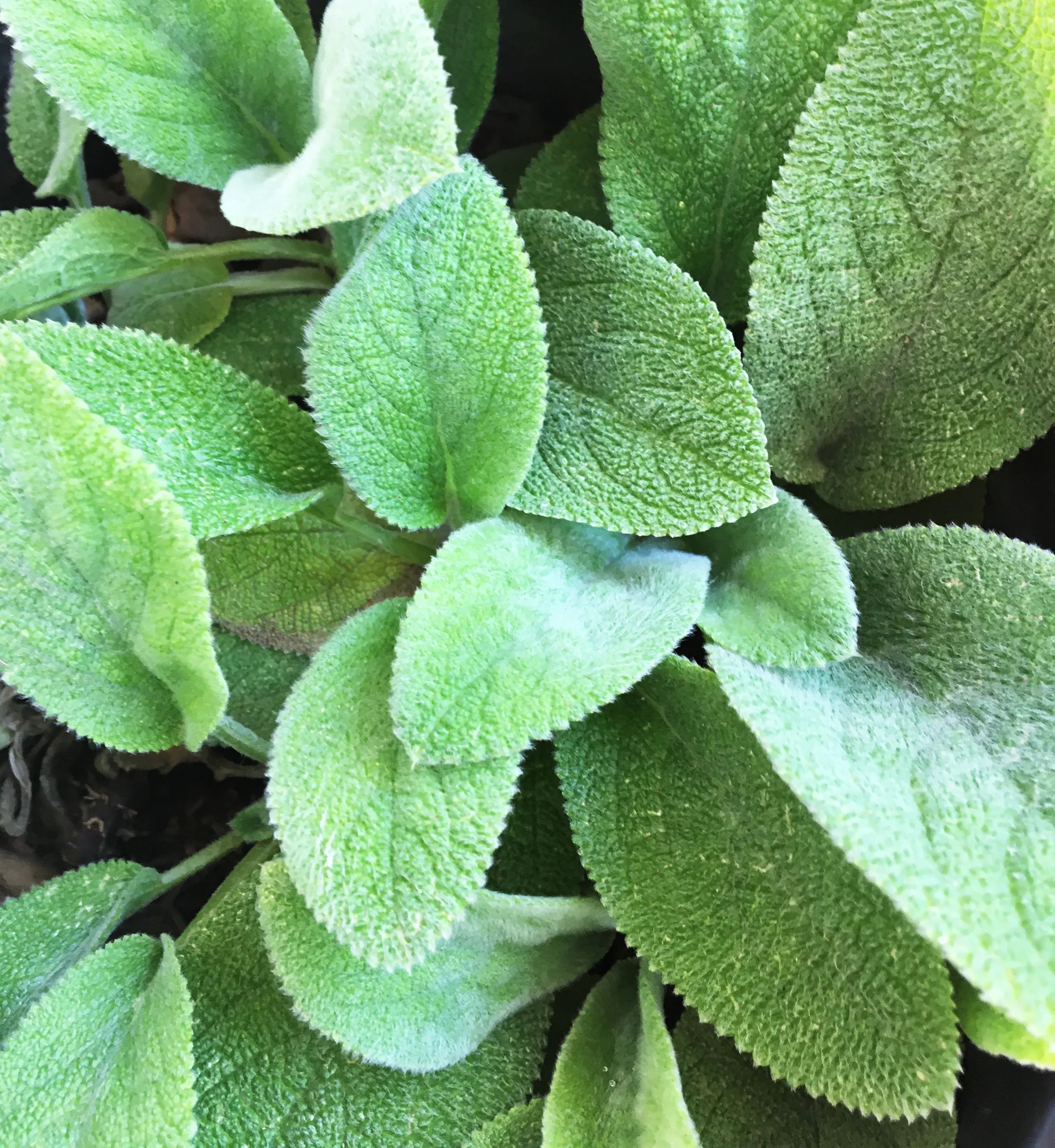 Stachys byzantina 'Helen von Stein'