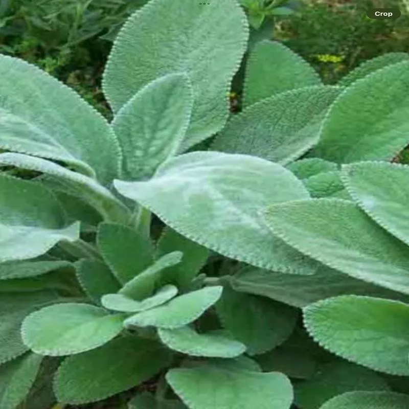 Stachys 'Helene Von Stein'