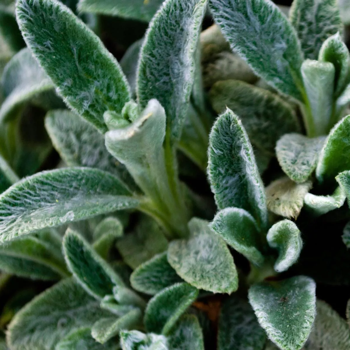 Stachys lanata 9cm / 2L – 1 x 2L Pots