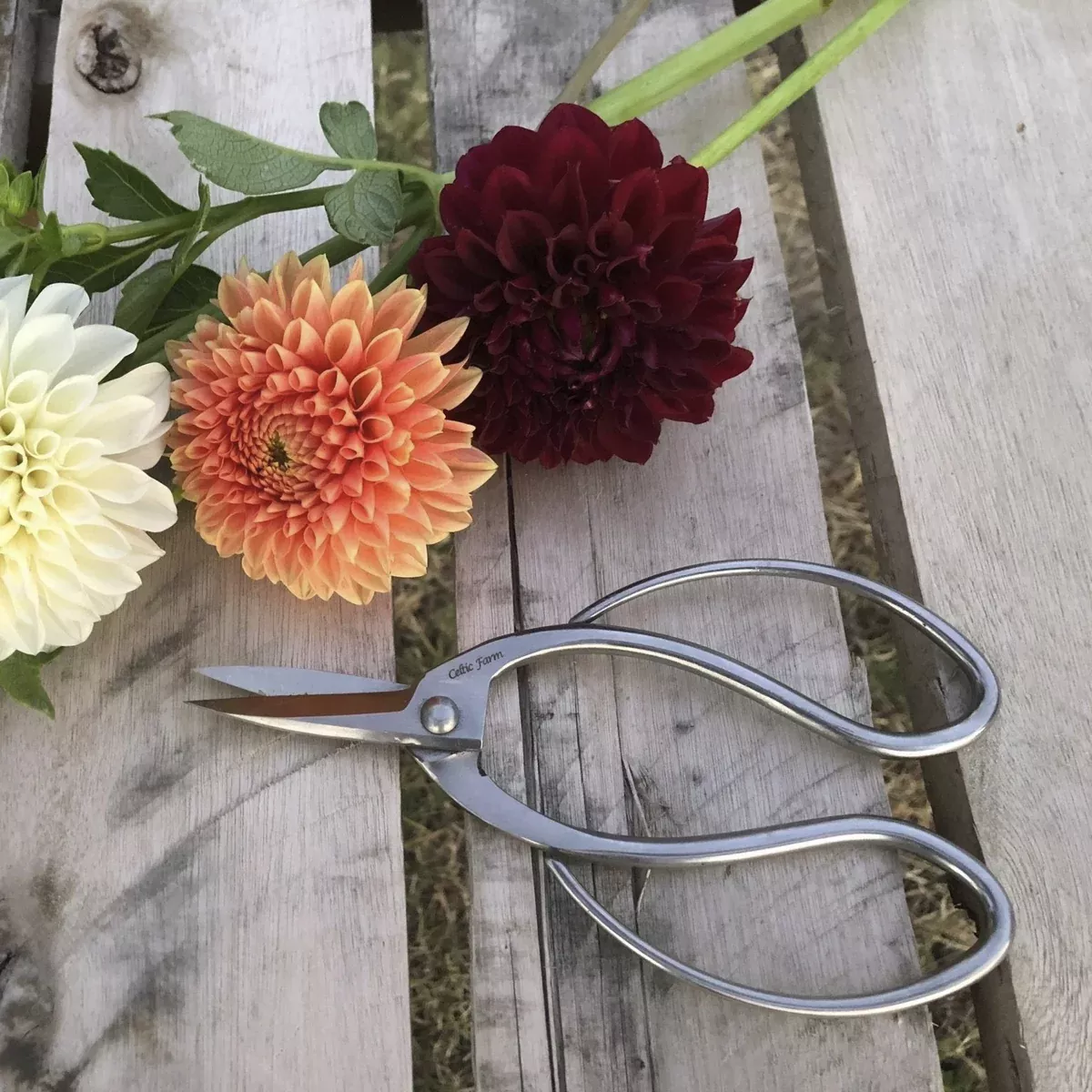 stainless-garden-scissors-pruning-shears-pruners-secateurs-clippers Stainless Garden Scissors (Pruning Shears/Pruners/Secateurs/Clippers)