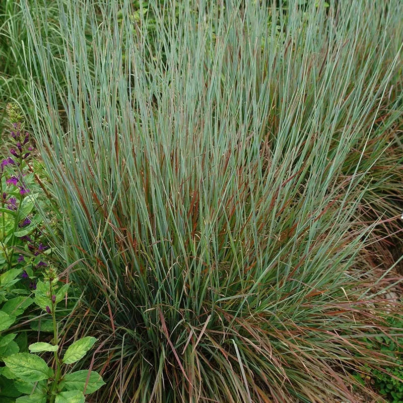 standing-ovation-little-bluestem-grass Standing Ovation Little Bluestem Grass