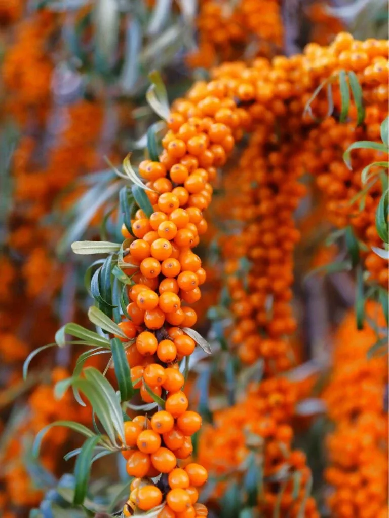 star-altai-sea-berry Star Of Altai Sea Berry™