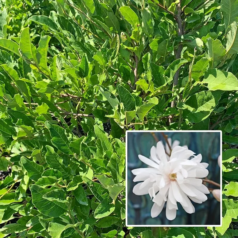 star-magnolia Star Magnolia