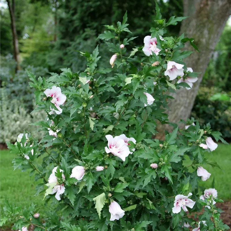 starblast-chiffon-rose-sharon-proven-winners Starblast CHIFFON Rose of Sharon | Proven Winners