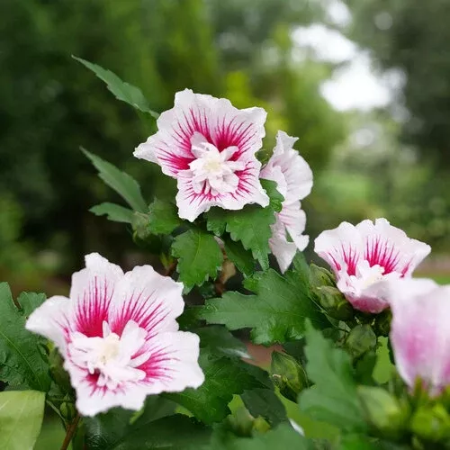 starblast-chiffon-rose-sharon Starblast Chiffon™ Rose of Sharon