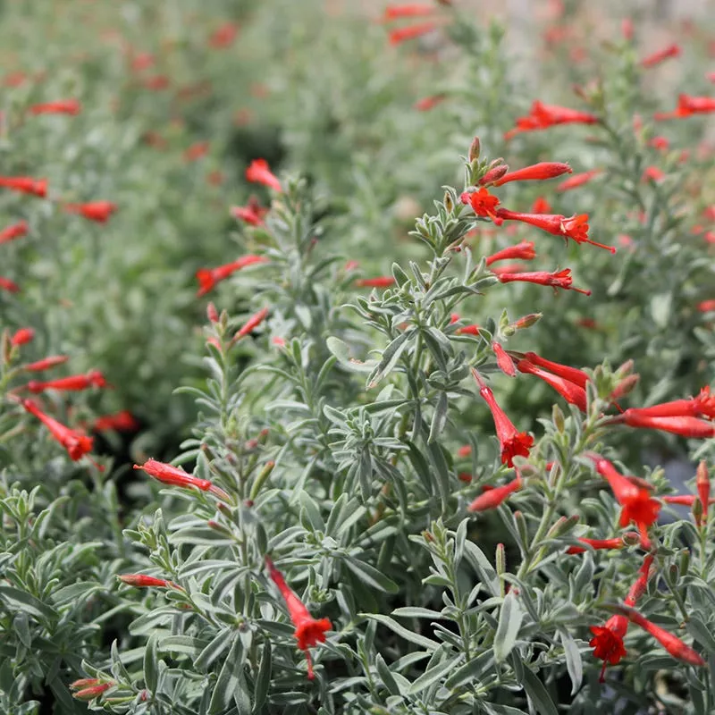 stardust-hummingbird-trumpet-zauschneria Stardust Hummingbird Trumpet (Zauschneria)