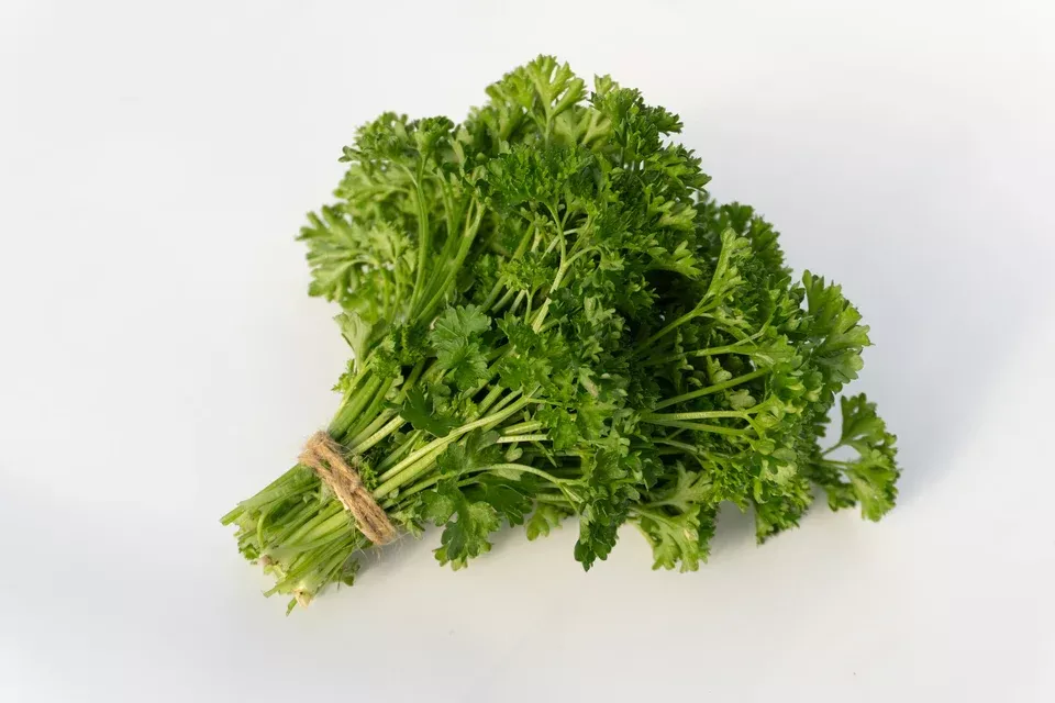 Starlett Parsley