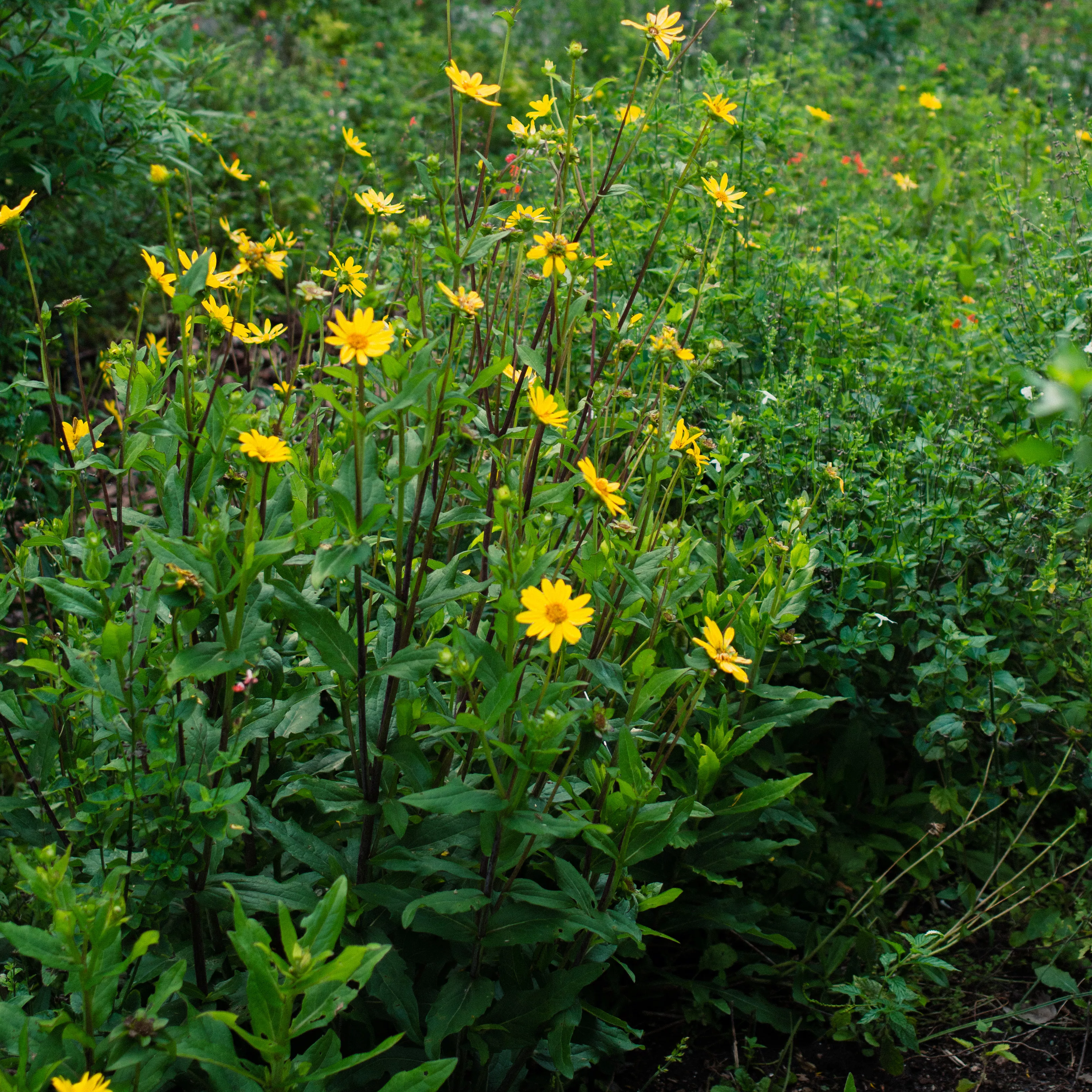 starry-rosinflower Starry Rosinflower