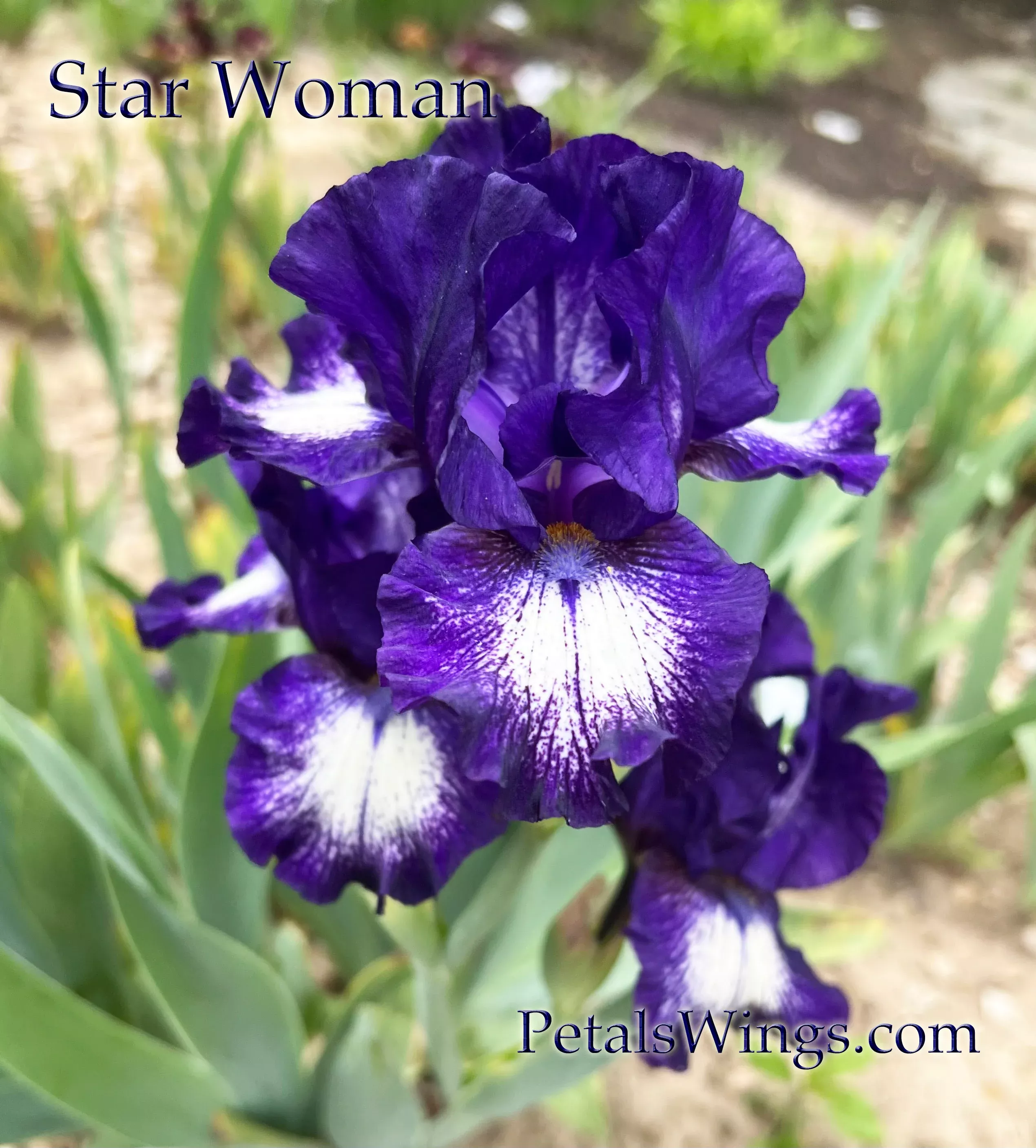 STARWOMAN - 1998 -IB - Fragrant