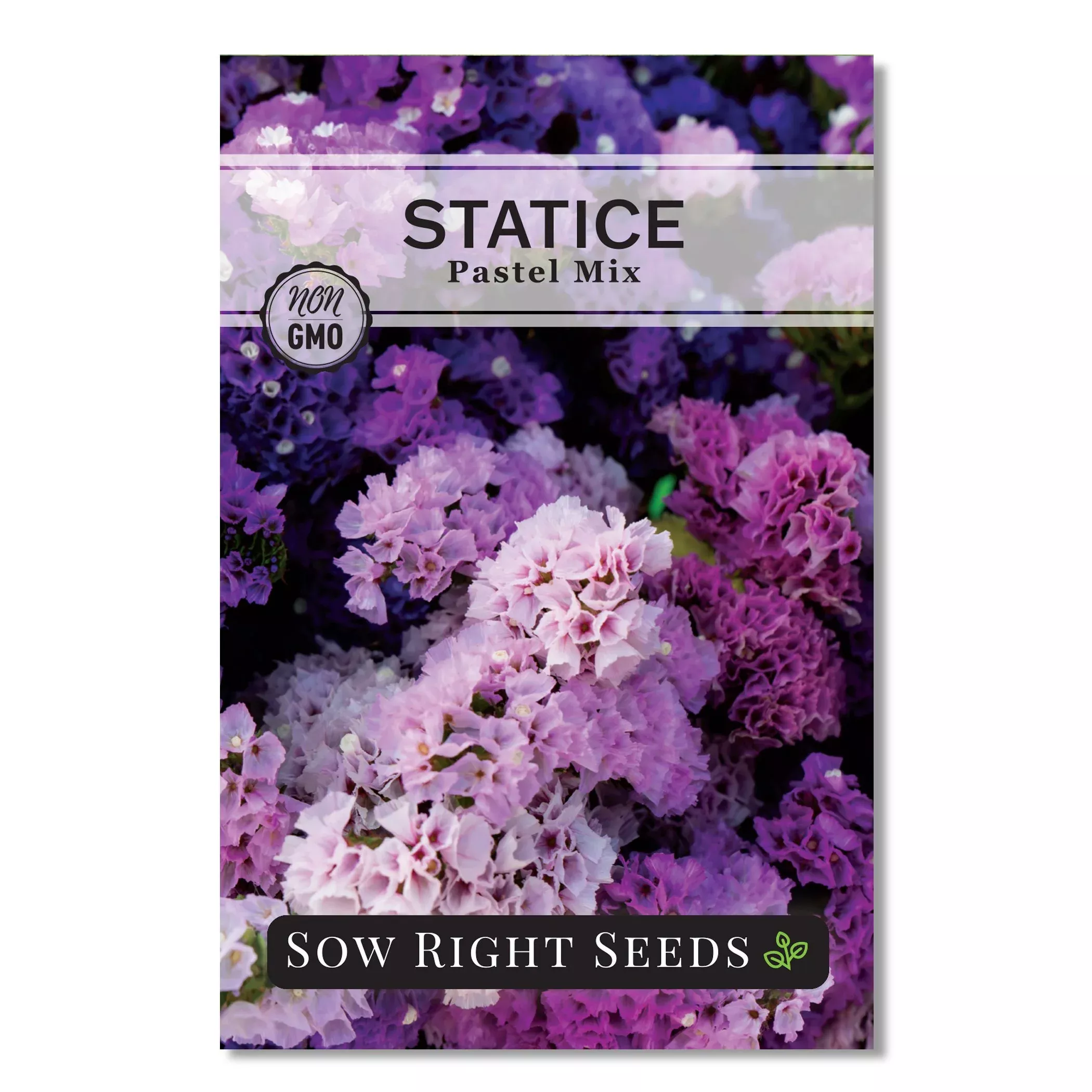 statice-pastel-mix-seeds Statice Pastel Mix Seeds