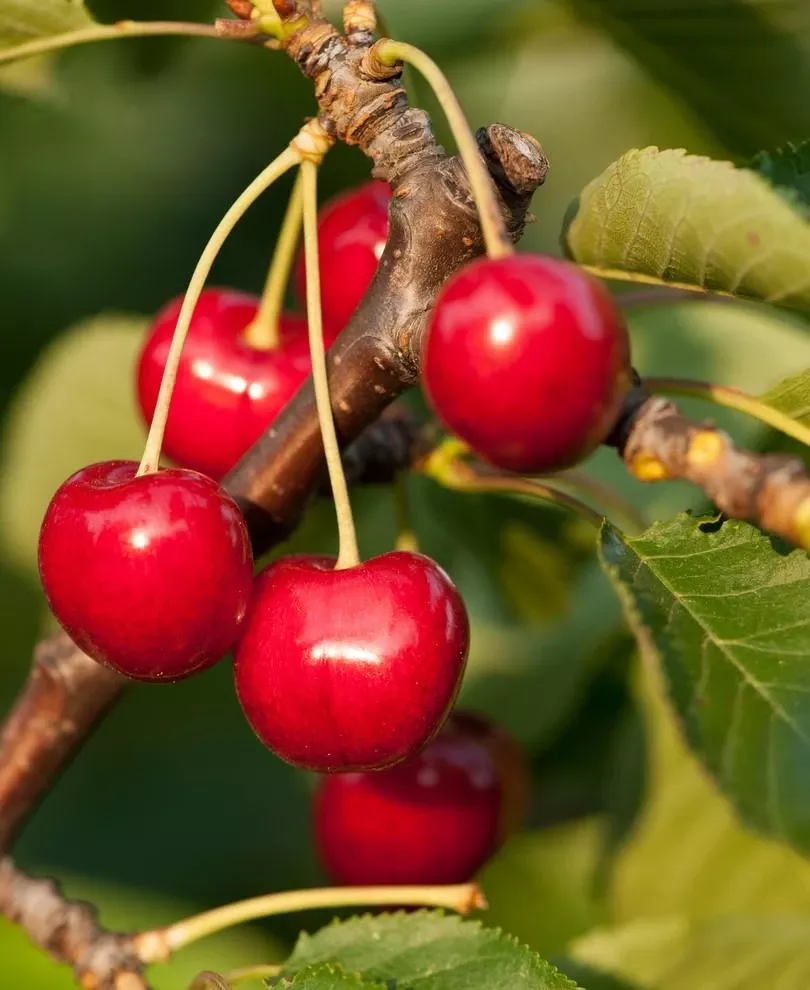 stella-cherry Stella Cherry