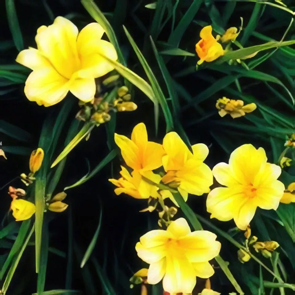 stella-d-oro-day-lily Stella D’Oro Day Lily