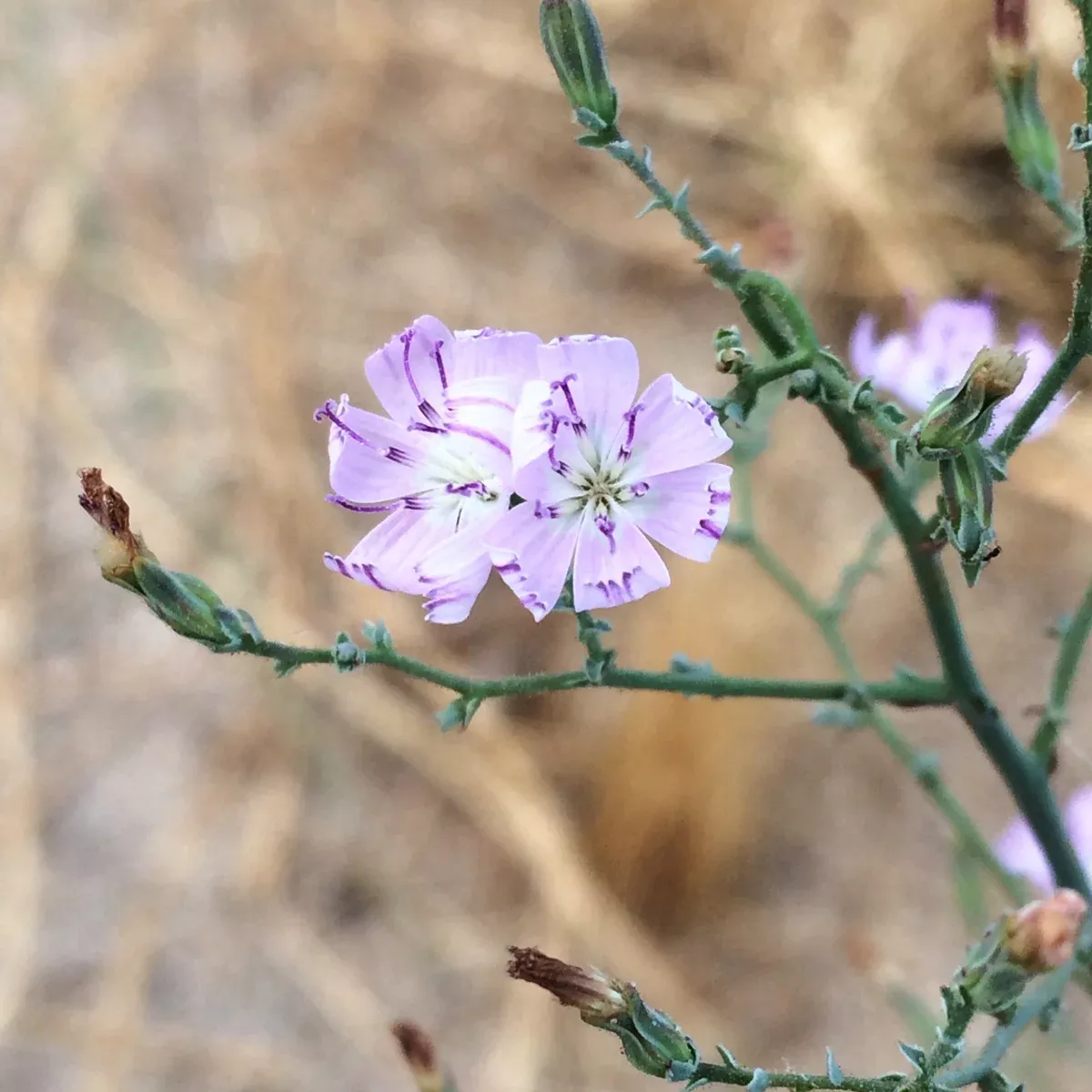 Stephanomeria virgata Virgate Stephanomeria Rod Wirelettuce