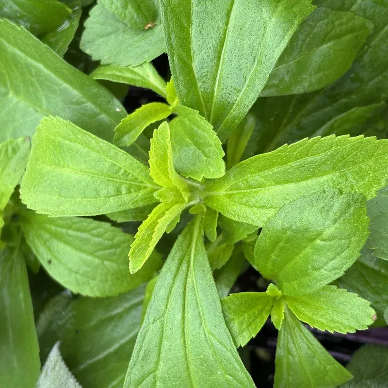 stevia-sweet-leaf Stevia 'Sweet Leaf'