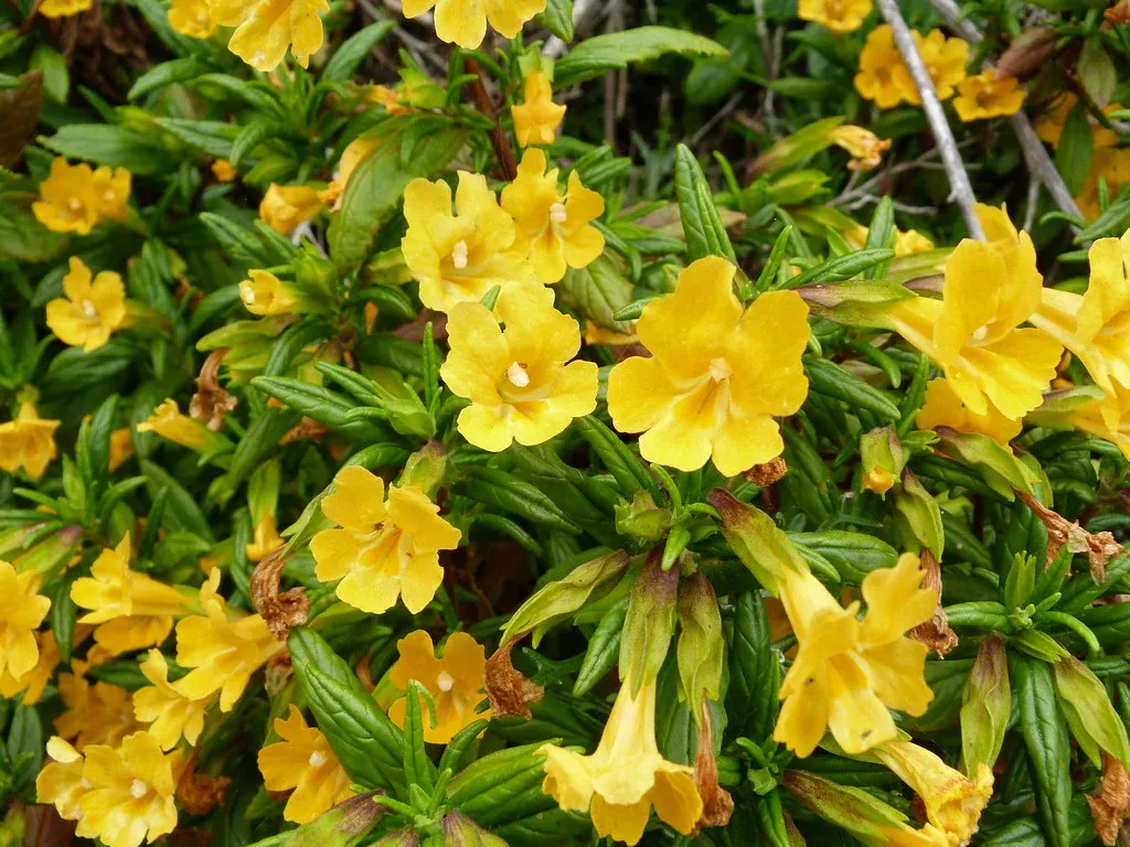 sticky-monkeyflower Sticky Monkeyflower